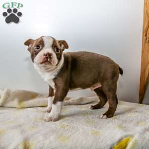 Winter, Boston Terrier Puppy